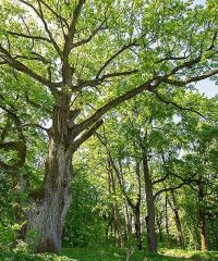 Ilzenberg Oak
